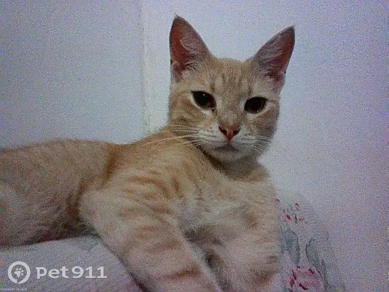 Gato desaparecido Fêmea (brl002536) - photo