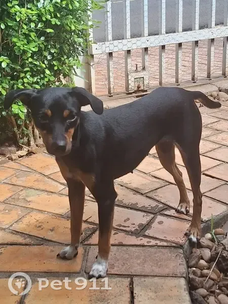 Cachorro encontrado Fêmea (brf002537) - photo