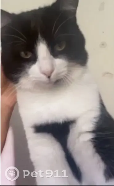 Perdido gato masculino, Calle las Negras, 31, Almería - Minki es tranquilo y asustadizo - photo