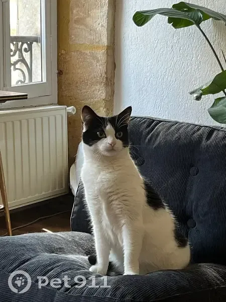 Chat perdu, Avenue de la République, Saint-Pantaléon, Autun - chatte noire et blanche - photo