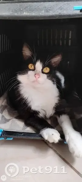 Gato desaparecido Fêmea (brl002538) - photo