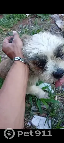 Cachorro perdido Macho (brl002539) - photo