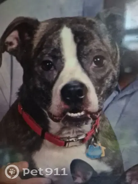 Lost Male Dog, Putnam Street North, 105, Springdale - Brindle with distinctive markings - photo