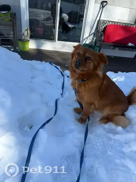 Missing dog Male, West Babylon (usl533494) - photo