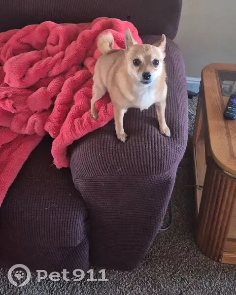 Lost dog, Duchesne, San Bernardino - female 7lb pomeranian/chihuahua mix - photo