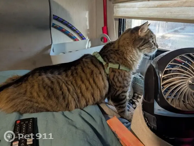 Lost male cat, South 1150 West, Hurricane - fluffy tail, striped grey tabby - photo