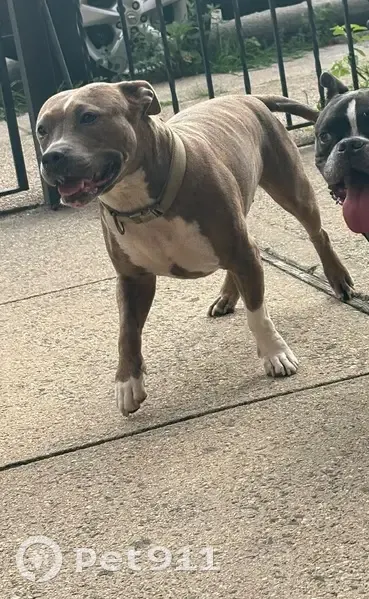Lost Female Dog, Euclid Avenue, New York - Staffy Pit, Brindle with White - photo