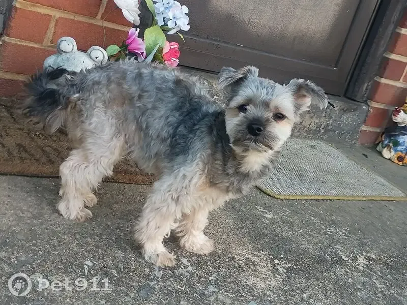 Lost male dog, Edgehill Drive, Johnson City - needs medication - photo