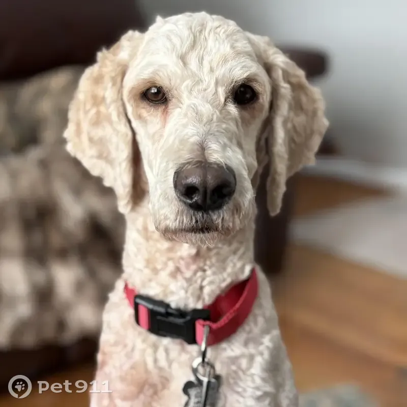Lost male dog, Red Oak Court, Kildeer - cream colored poodle - photo