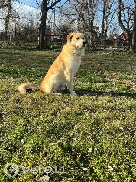 Lost male dog, North 14th Street, Fort Smith - golden color - photo
