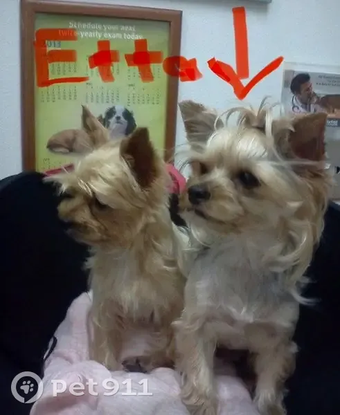 Lost female dog, Lum Road, Irmo - tan and silver, short summer cut - photo