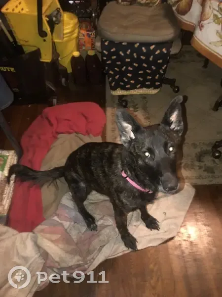 Lost female dog, Pacific Street, Detroit - Black Dutch Shepherd - photo