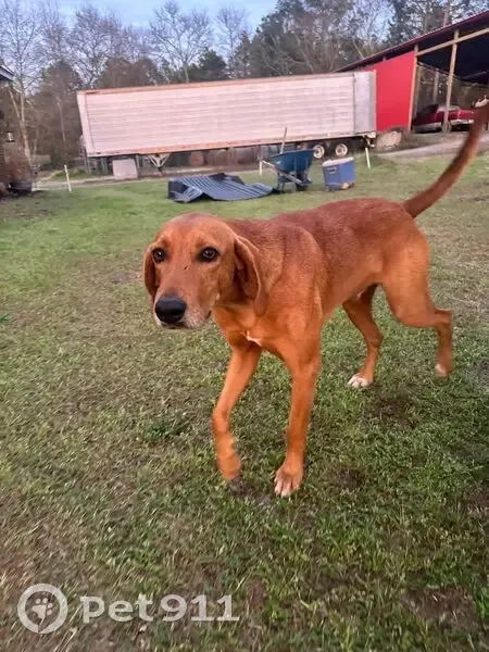 Lost male dog, Calks Ferry Road, White Knoll - scar under left eye - photo