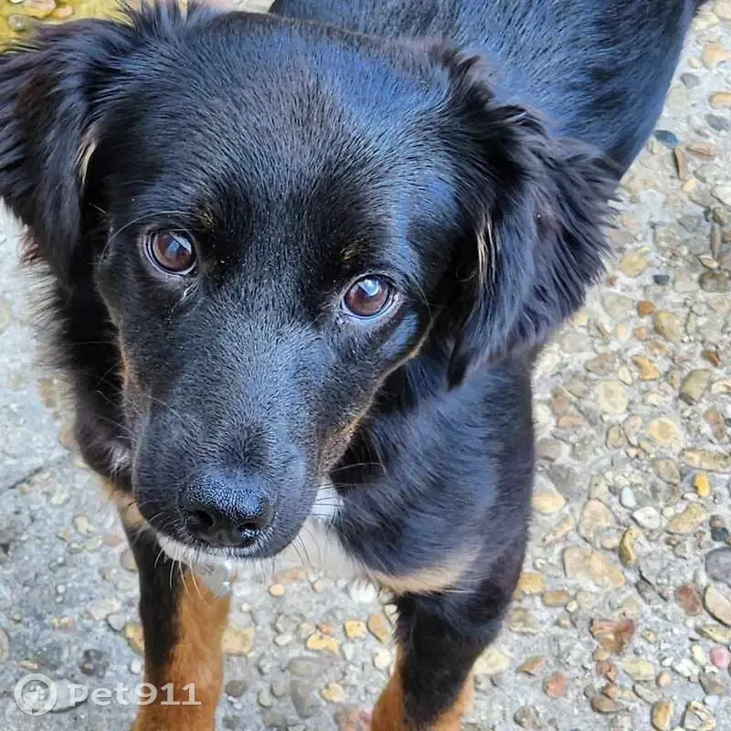 Lost female dog, Lafitte's Landing Pass, Lafayette - Australian shepherd mix - photo