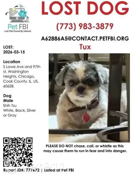 Lost dog, South Lowe Avenue, Chicago - male Shih Tzu with stomach issues - photo