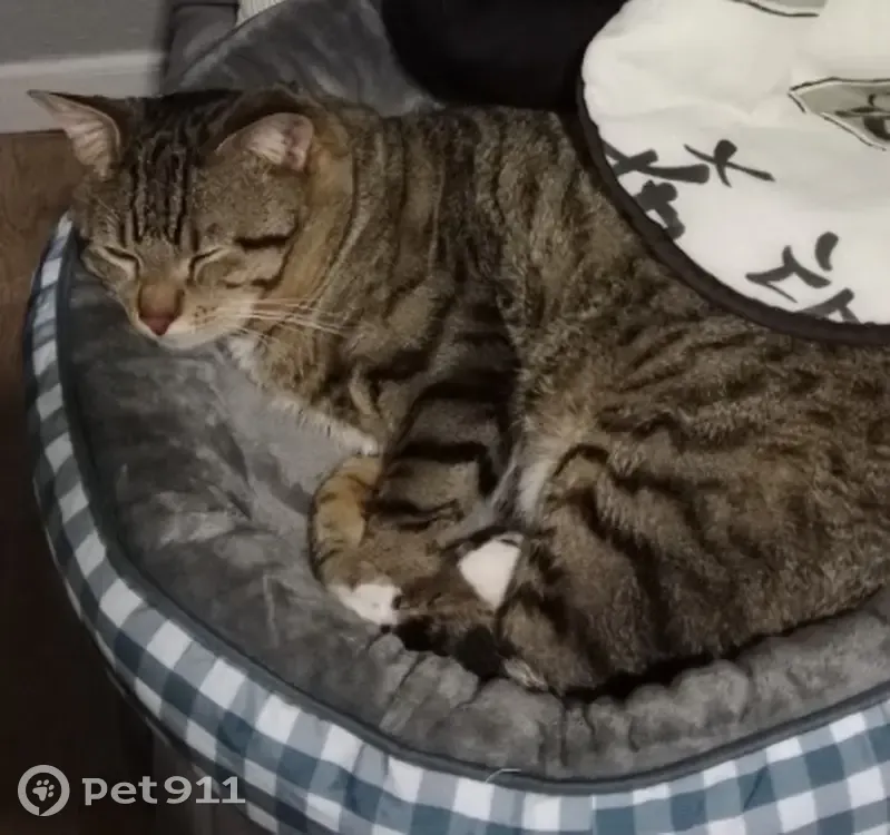 Lost male cat, Cornwell Street, Cape Town - photo