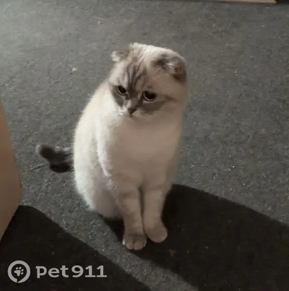 Зникла кішка, Галицька вулиця, Івано-Франківськ - місце травми хвоста - photo