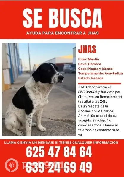 Perdido perro hembra, Calle Simón Bolívar, Sevilla - madrina blanca con manchas negras - photo