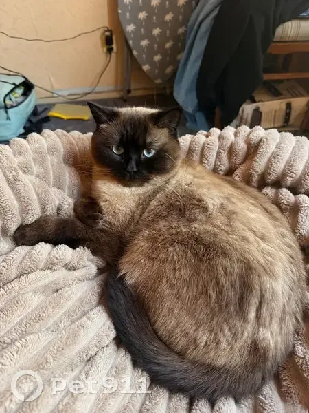 Зник кіт, вулиця Якова Раппопорта, Львів - сіамський окрас, голубі очі - photo