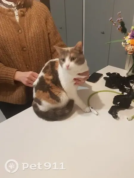 Trouvé chat femelle, Rue des Cornillons, Chalon-sur-Saône - blanc avec taches rousses - photo
