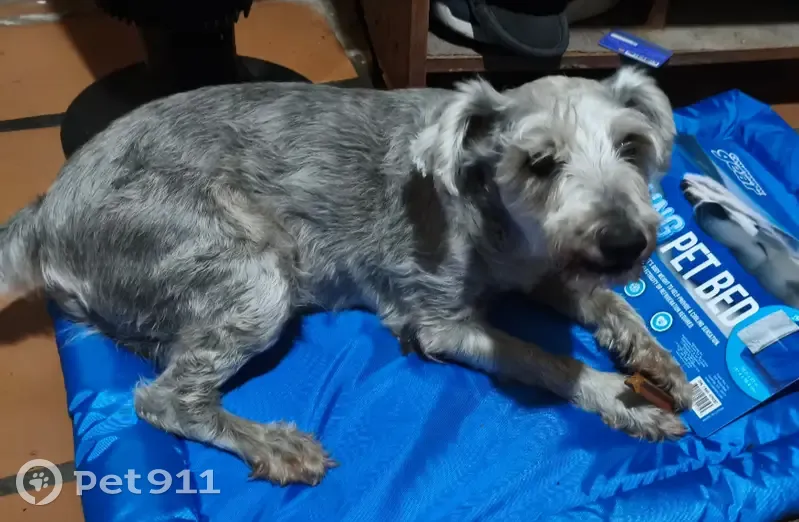 Perdido perro macho, Calle Hierbabuena, Guadalupe - schnauzer gris - photo