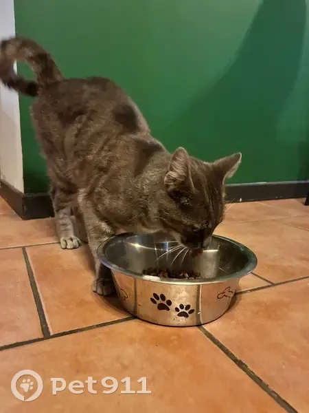Chat trouvé, Rue Robert Schuman, 7, Aubigny-Les Clouzeaux - poil gris - photo