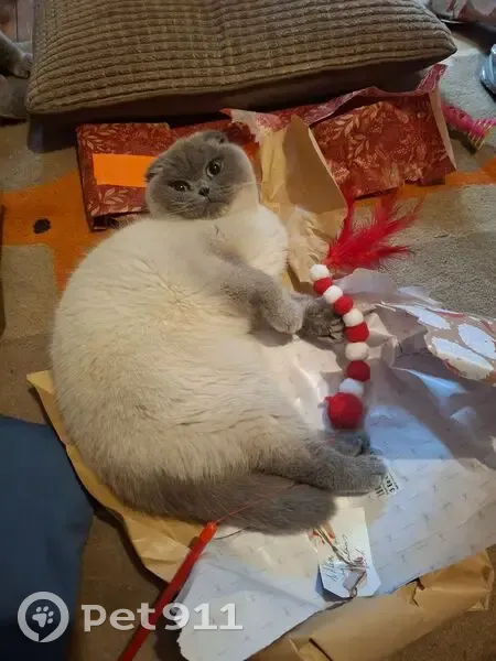 Lost female cat, Bowood Avenue, Adel - white fluffy with grey markings - photo