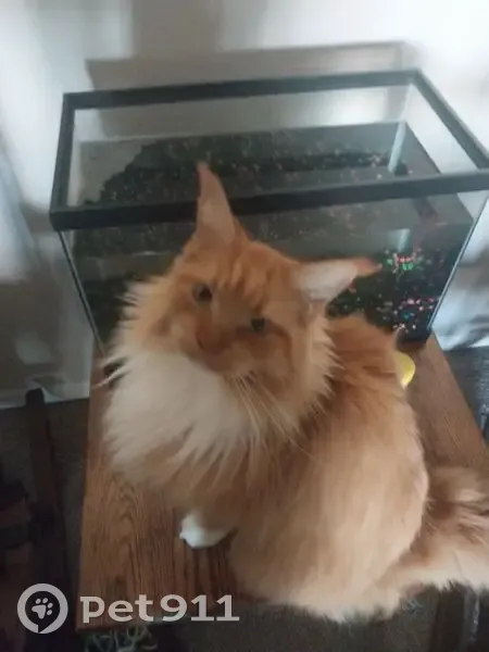 Lost female cat, Keen Avenue, 508, Ashland - red with white socks - photo