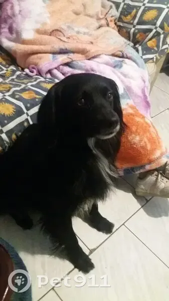 Cachorro perdido Macho (brl002543) - photo