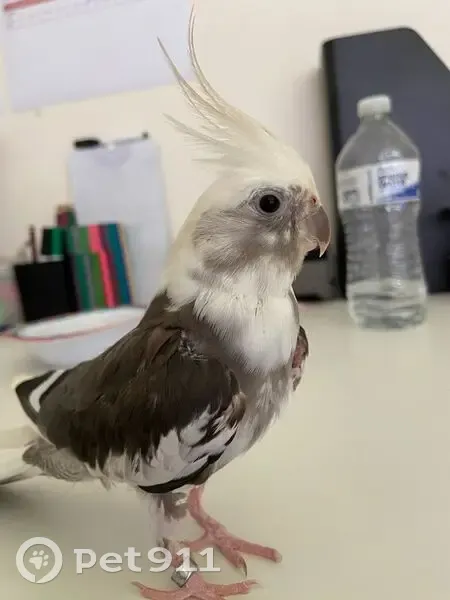 Lost male bird, Kimberley Street, Cumberland City Council - black and white cockatiel - photo