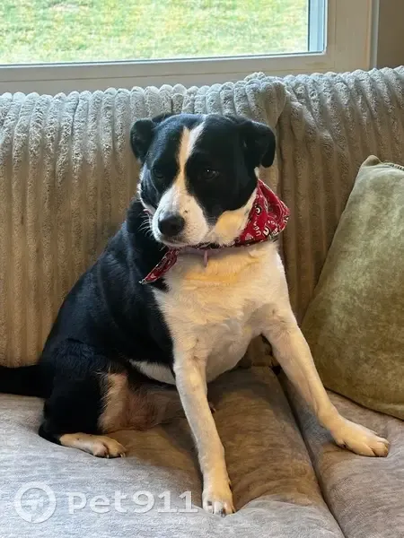 Lost Female Dog, Lawrence Street, 615, Etowah - Black and White, Friendly - photo