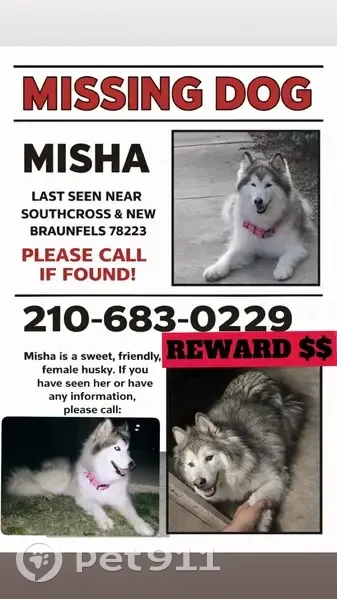 Lost female dog, Clark Avenue, San Antonio - white and grey with heart frame face - photo