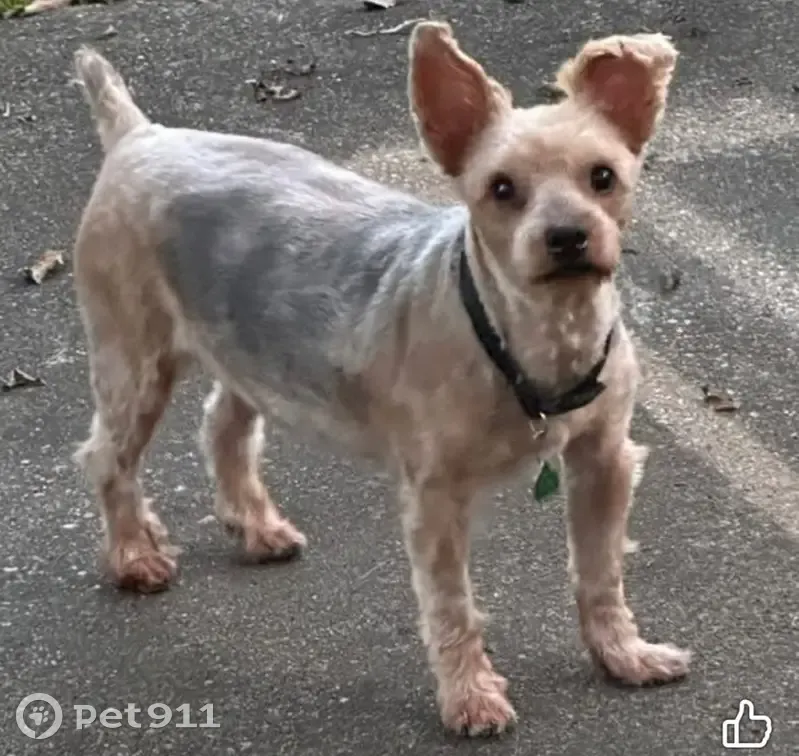 Lost male dog with a collar, University Boulevard East, Cottondale - photo