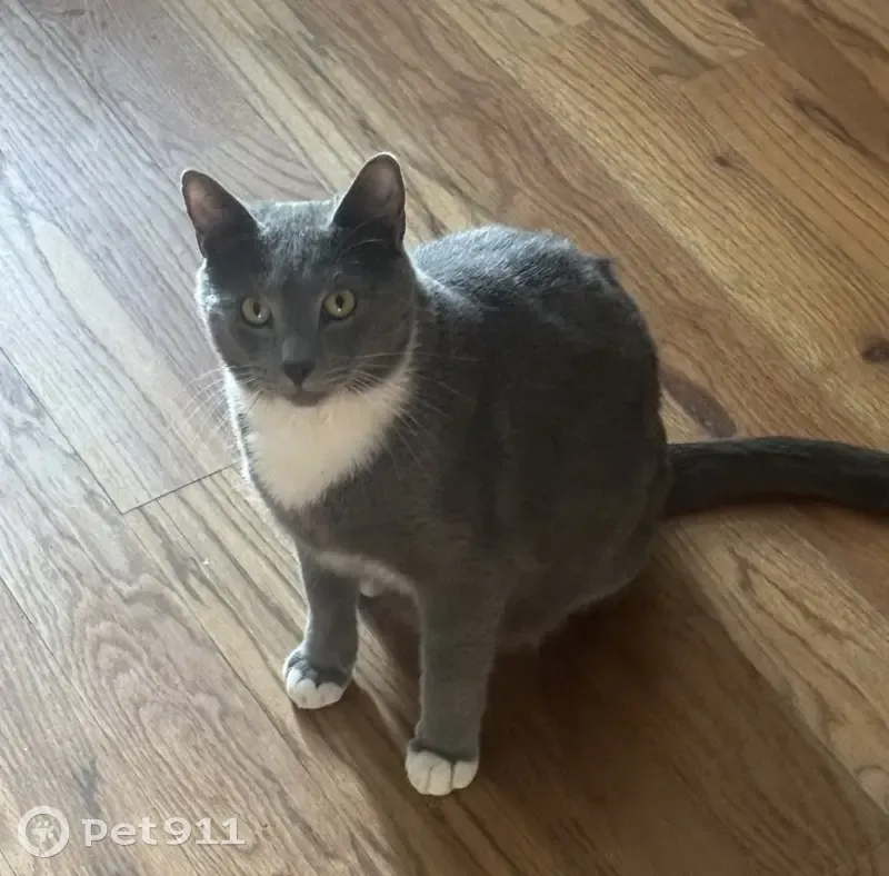 Lost male cat, Arrow Lake Road, Cleveland - grey with white chest - photo