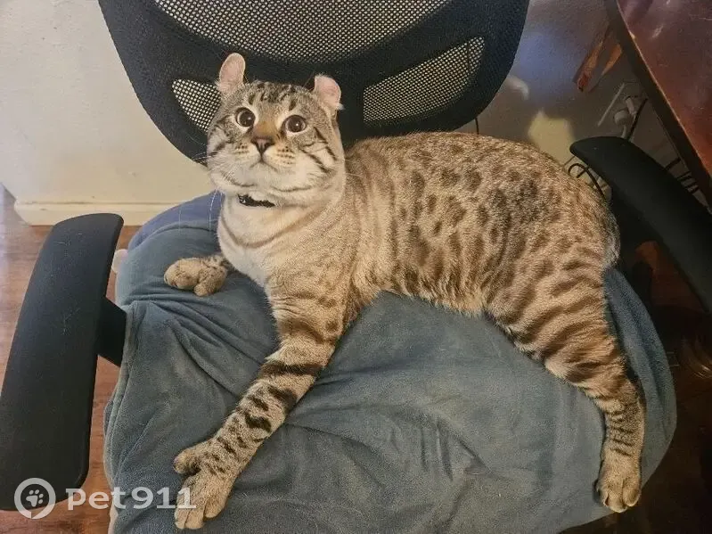 Lost male cat with bobbed tail, West 3rd Place, Golden - photo