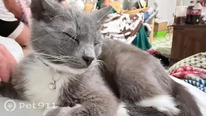 Lost male cat, West Wortham Road, Saucier - grey and white kitten - photo