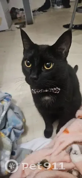 Lost male cat, County Road 129, Marbury - wearing black and white collar with bowtie - photo