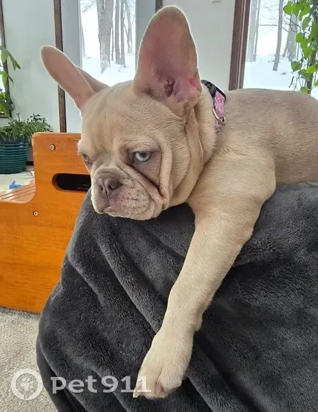 Lost female dog, Campsite Road, Thompson - French Bulldog with unique eyes - photo