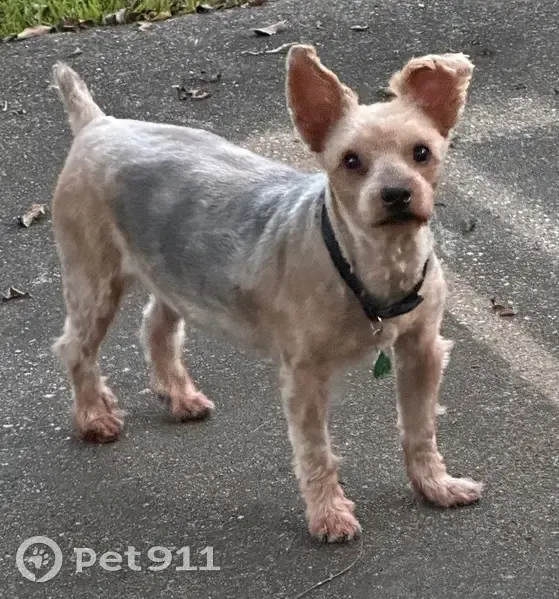 Lost male dog, Church Street, Cottondale - brown with slight black on back - photo
