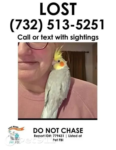Lost male bird, Maine Street, 183, Toms River - bright orange cheeks - photo