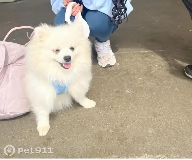 Lost dog, Beech Avenue, Kalamazoo - male with light blue harness - photo