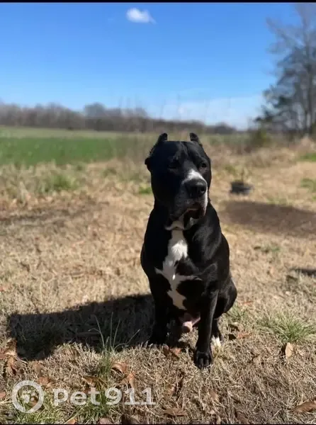 Lost male dog, Menzie Road, Trenton - black with white front - photo