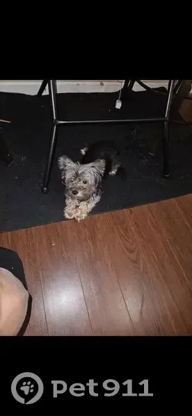 Lost female dog, Chicago Avenue South, Minneapolis - pink shirt with 'it's freaking cold outside' - photo