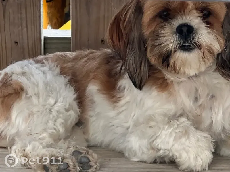 Lost female dog, Tem-Tex Boulevard, Terrell - very scared - photo