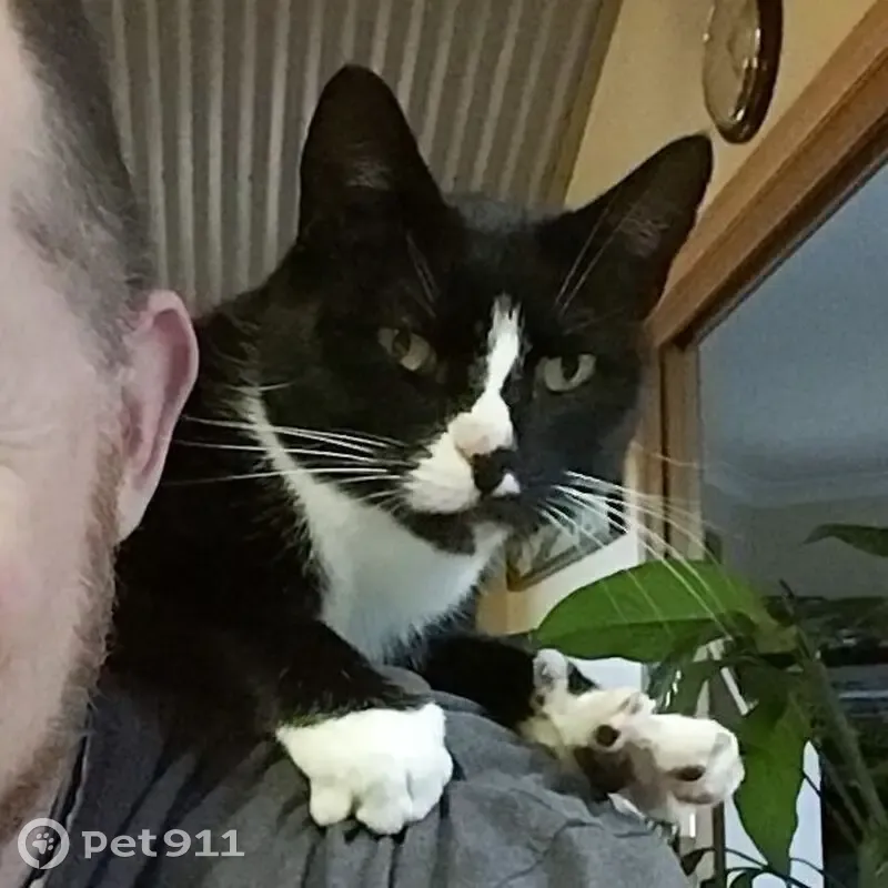 Lost male cat, Jillian Street, Launceston City - tuxedo with green eyes - photo