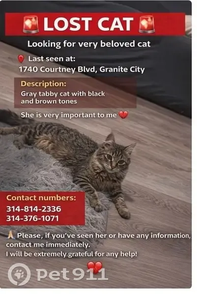Lost female cat, Market Street, St. Louis - photo