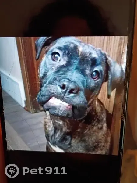 Lost female dog, Bloomington - brindle and friendly - photo