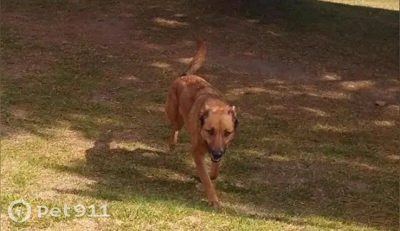 Perdido perro hembra, José Ma. Arteaga, 192, San Cristóbal Huichochitlán - sociable y ojos café claros - photo
