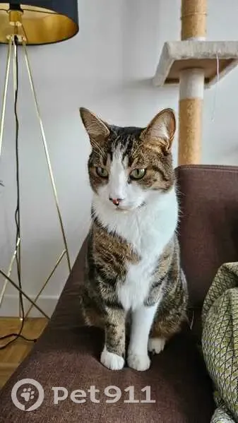 Chat perdu, Rue Boucicaut, Fontenay-aux-Roses - tigré avec tatouage en 8 - photo