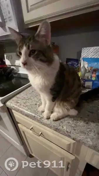 Lost male cat, Currituck Lane, Columbia - fluffy with black stripes - photo